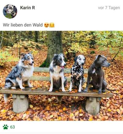 Fotochallenge No. 26                                     Wald und Wiese-Beitrag-Bild