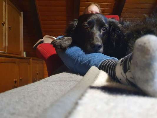 Fotochallenge 32 - Mein Schoßhündchen-Beitrag-Bild