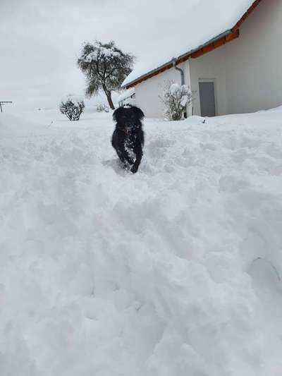 Challenge Nr. 16         Dynamik - Dein Hund in Bewegung-Beitrag-Bild