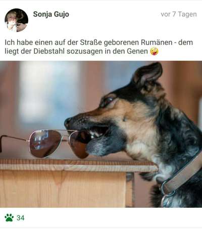 Challenge Nr. 20 - Mein Hund, der Dieb-Beitrag-Bild