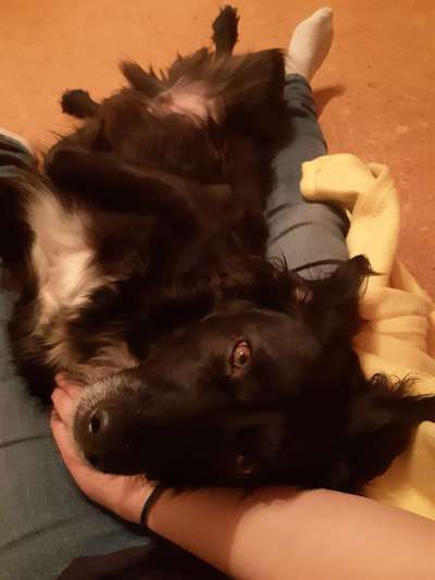 CHALLENGE NR. 19 - Der Hundeblick-Beitrag-Bild