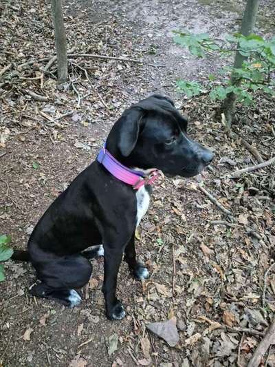 Hundetreffen-Spielfreunde-Bild