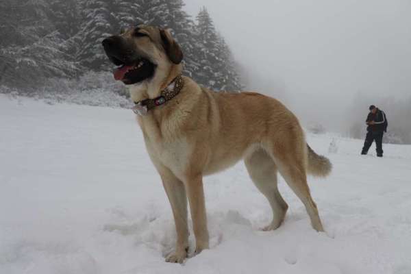 Welche Hunderasse-Beitrag-Bild