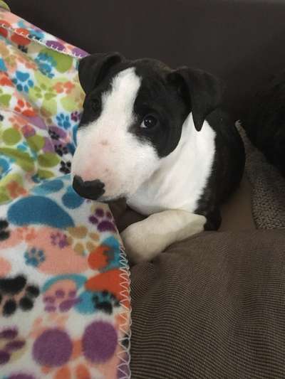 Welpen Bilder !-Beitrag-Bild