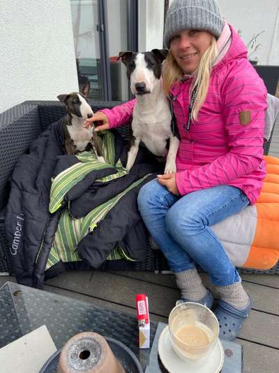 Miniatur Bull Terrier-Beitrag-Bild