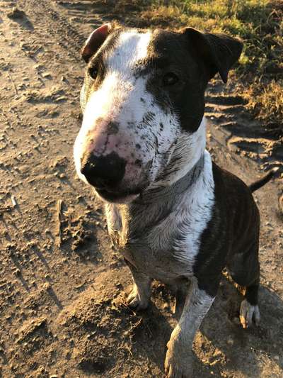 Miniatur Bull Terrier-Beitrag-Bild