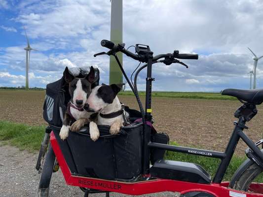 Fahrrad-Anhänger für Hunde oder Lastenrad?-Beitrag-Bild