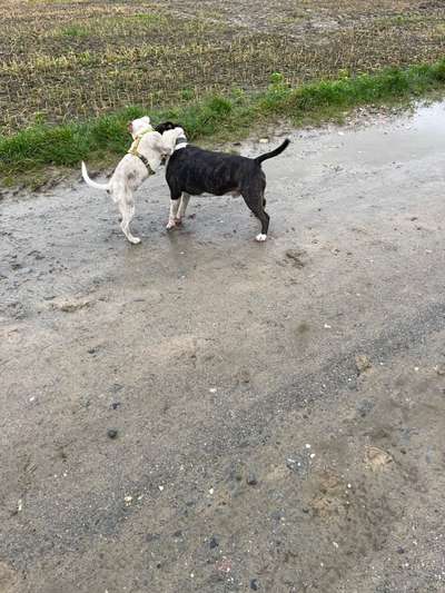 Miniatur Bull Terrier-Beitrag-Bild