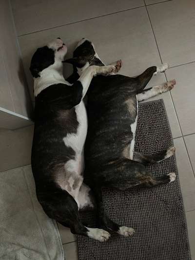 Miniatur Bull Terrier-Beitrag-Bild