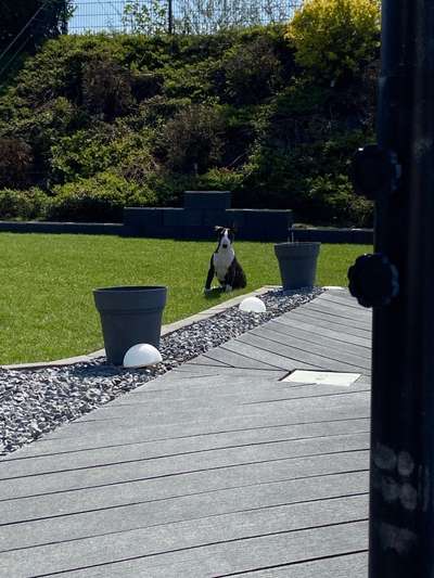 Rassen und ihre Eigenschaften-Beitrag-Bild