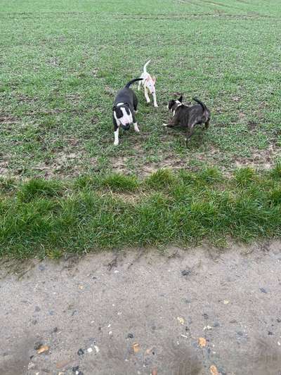 Miniatur Bull Terrier-Beitrag-Bild