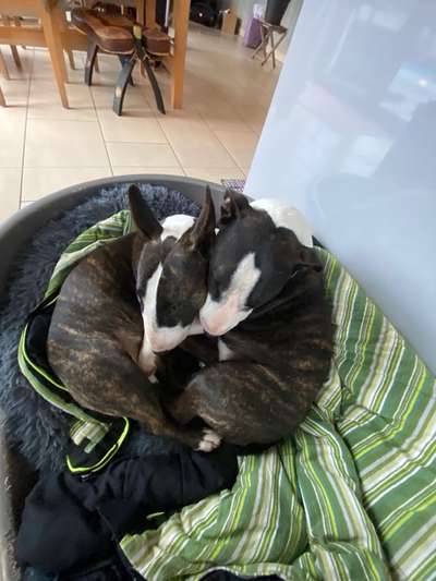 Mehrhundhaltung-Beitrag-Bild