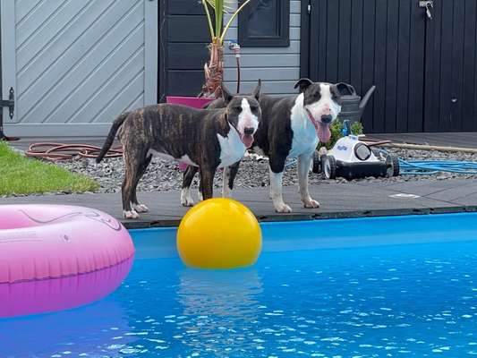 Reinrassige Hunde?-Beitrag-Bild