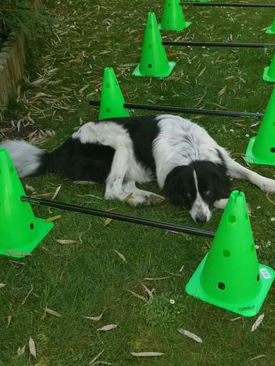 Auslandstierschutz-Beitrag-Bild