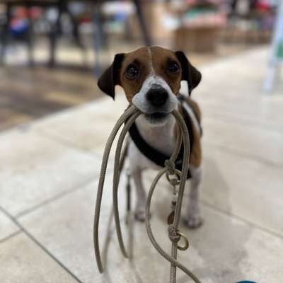 Hundetreffen-Trainingsspaziergang ohne Hundekontakt-Bild
