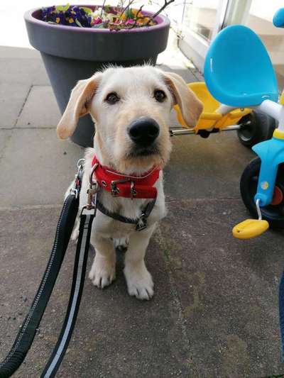 Welpen Bilder !-Beitrag-Bild