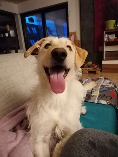 Dogorama Photo Challenge - Einmal lächeln bitte-Beitrag-Bild