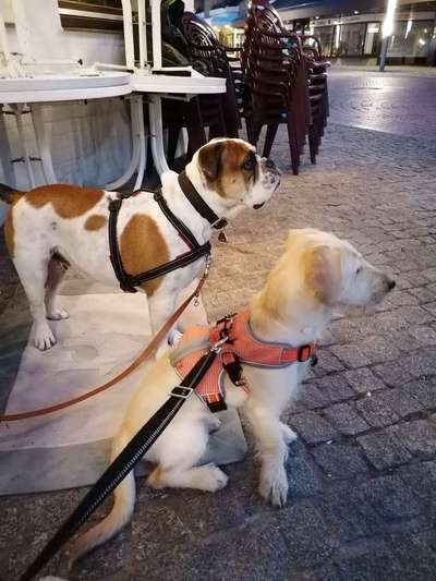 Die Dogorama Wochen Challenge "Friends will be Friends"-Beitrag-Bild