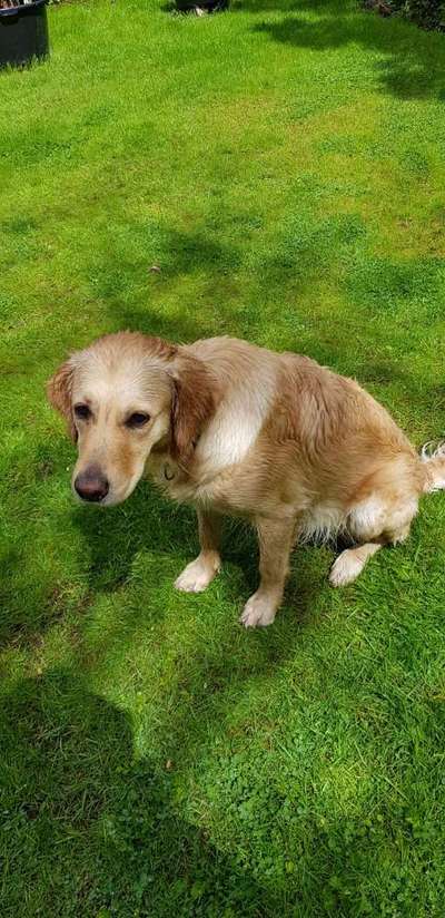 Wo sind die Golden Retriever Liebhaber?-Beitrag-Bild