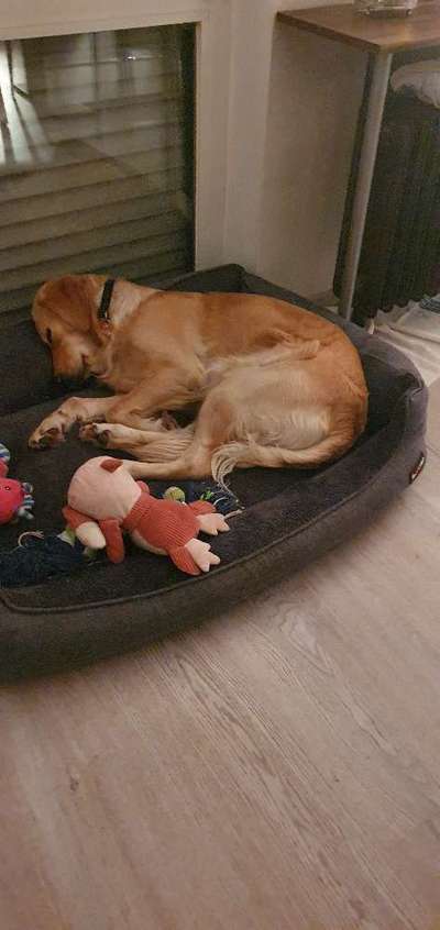 Wo sind die Golden Retriever Liebhaber?-Beitrag-Bild