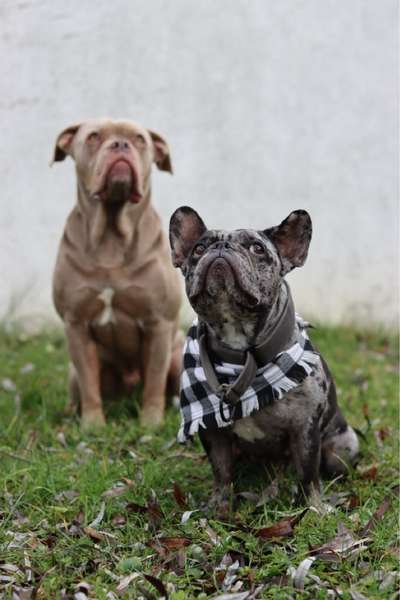 Hundetreffen-friedlicher, kontrollierter Leinenspaziergang-Bild