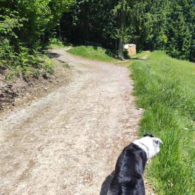 Hundetreffen-Treffen zum lernen und Spaß haben-Bild
