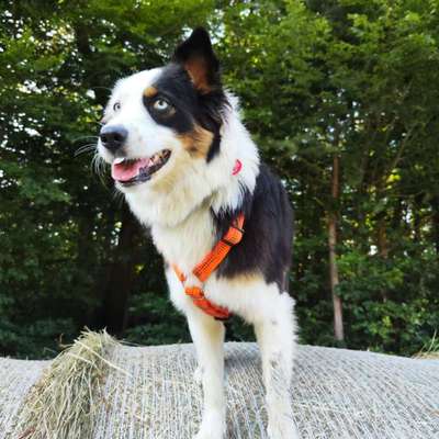 Hundetreffen-Suche jemanden zum trainieren:)-Bild