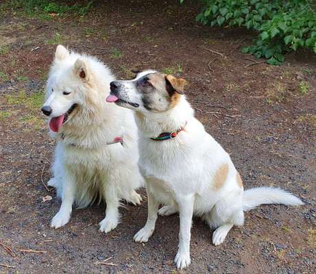 Bester Freund, Hundekumpel - zeigt her!-Beitrag-Bild