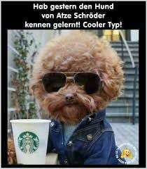 Hunde Memes-Beitrag-Bild