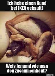 Hunde Memes-Beitrag-Bild