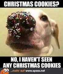 Hunde Memes-Beitrag-Bild