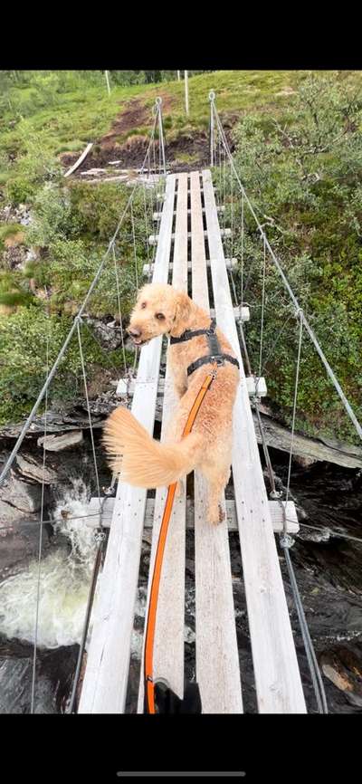 Foto Challenge Thema "Brücke"-Beitrag-Bild