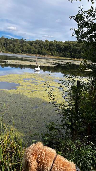 Wanderwege mit Hund-Beitrag-Bild