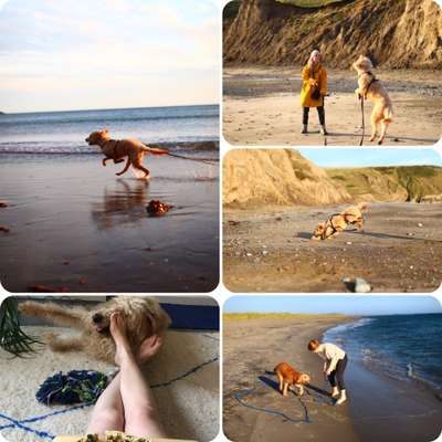 34. Collagen Challenge: "Crazy dogs"-Beitrag-Bild