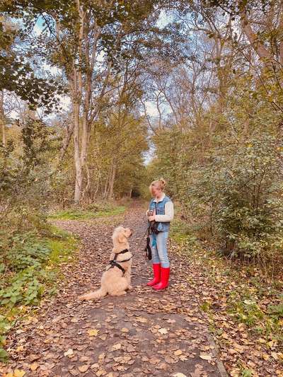 Wald Bild-Beitrag-Bild