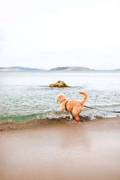 Urlaub in Schottland-Beitrag-Bild