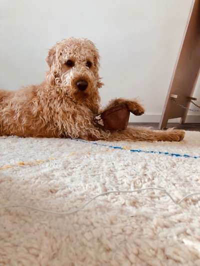 Mischlinge raten - Rätselspaß-Beitrag-Bild