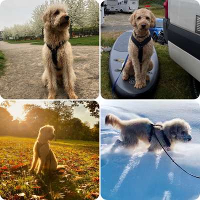 55.Fotocollagen  Challenge  4 Jahreszeiten-Beitrag-Bild