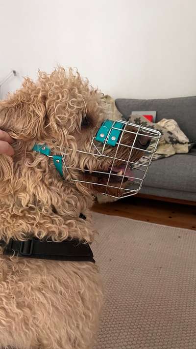 Wie sitzt mein Maulkorb / Maulkorb-Beratung-Beitrag-Bild