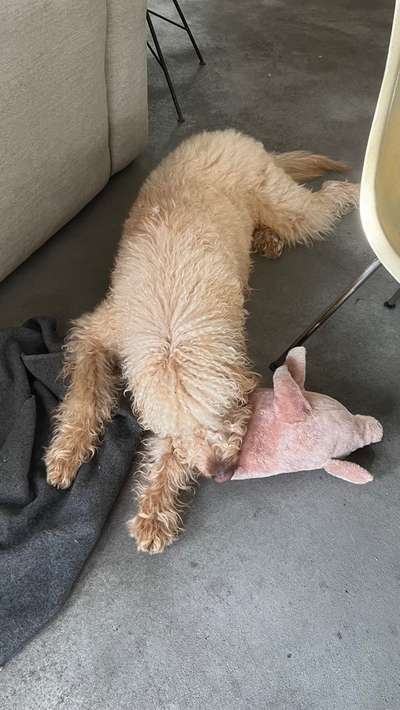 Euer Hund und sein Lieblingskuscheltier-Beitrag-Bild