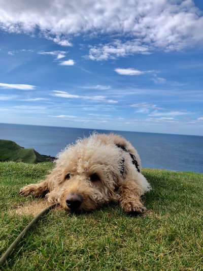 Dogorama Photo Challenge - Gassipause-Beitrag-Bild