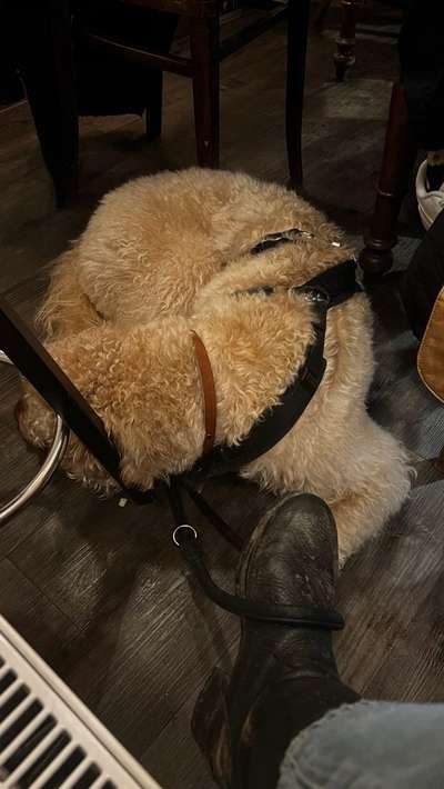 Hundehaltung - Unterschiede Stadt und Land-Beitrag-Bild