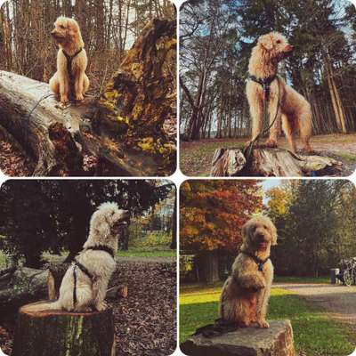 31. Collagen Challenge - Bänke/ Steine /Baumstümpfe-Beitrag-Bild