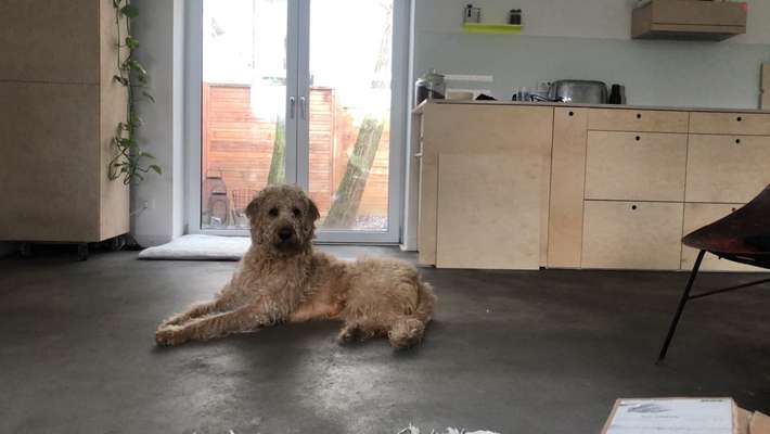 Mischlinge raten - Rätselspaß-Beitrag-Bild