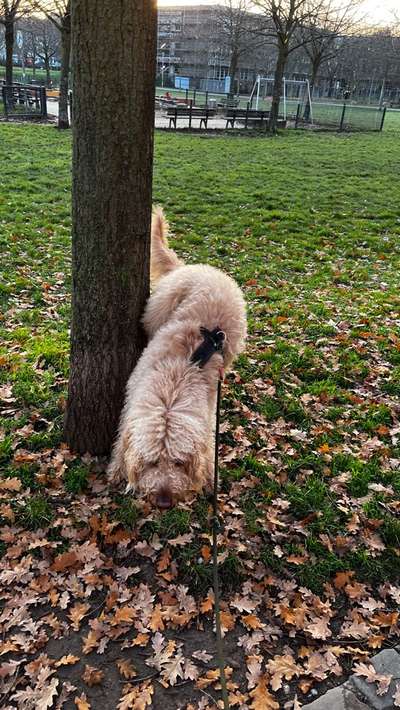 Eigenarten eures Hundes beim großen Geschäft/ zum schmunzeln;)-Beitrag-Bild