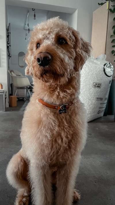 Seresto Halsband Anwendung-Beitrag-Bild