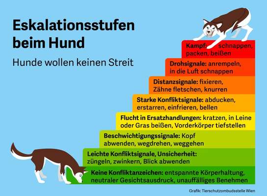 Wann wird ein Hund ruhiger?-Beitrag-Bild