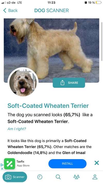 Hunderasse gesucht-Beitrag-Bild