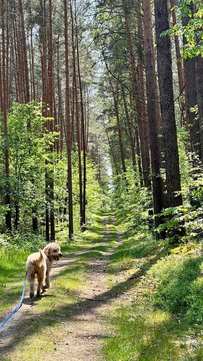 Foto -Challenge  Thema : Dein Hund Im Wald-Beitrag-Bild