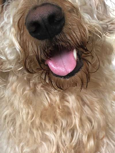 Zeigt mir die tollste Nahaufnahme von eurer Fellnase-Beitrag-Bild